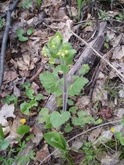 Scrophularia vernalis
