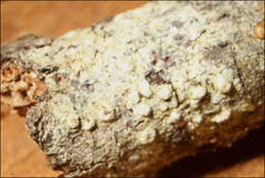 Pertusaria pertractata