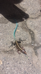 Cryptoblepharus egeriae