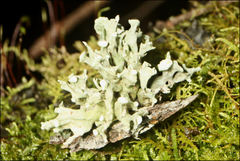 Ramalina inflata