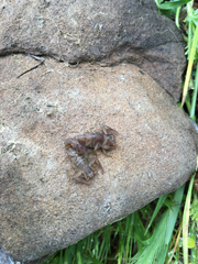 Serradigitus gertschi