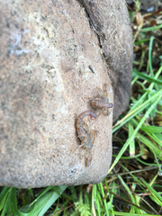 Serradigitus gertschi