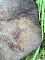 Serradigitus gertschi