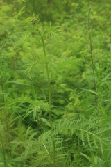 Tanacetum vulgare boreale