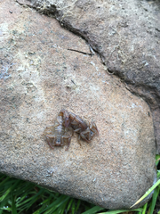 Serradigitus gertschi