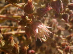 Aeonium valverdense image