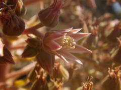 Aeonium valverdense image