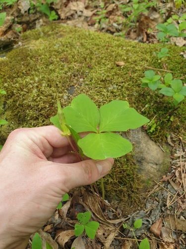 Oxalis obtriangulata