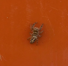 Dendryphantes mordax