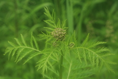 Tanacetum vulgare boreale