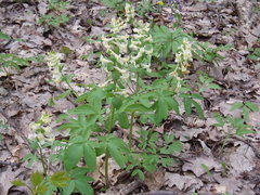 Corydalis cava marschalliana