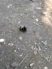 Bombus