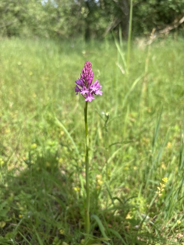 pyramidal orchid