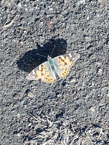 Painted Lady