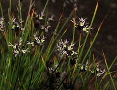 Juncus jacquinii