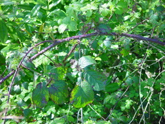 Rubus bartonii