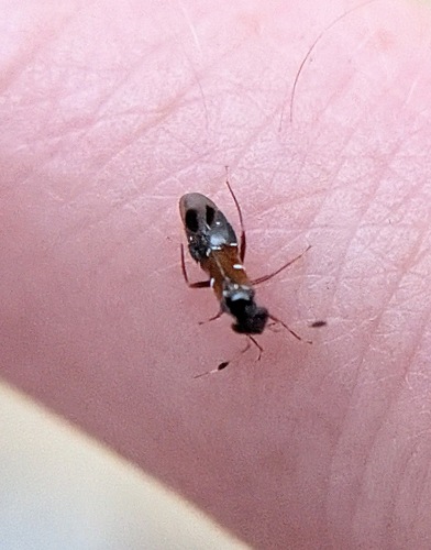 Pilophorus laetus