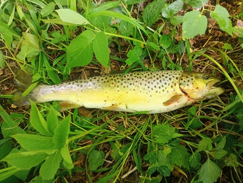 Brown Trout