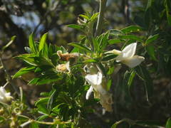 Chamaecytisus prolifer image