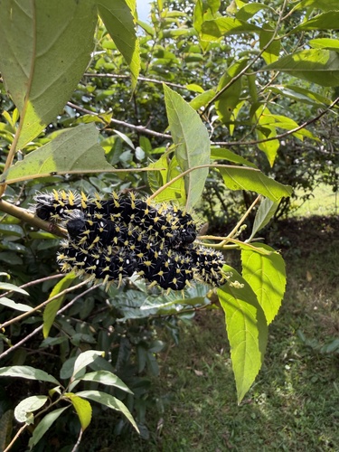 Nudaurelia petiveri