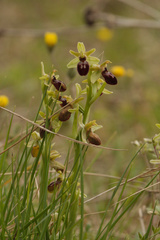 Ophrys exaltata