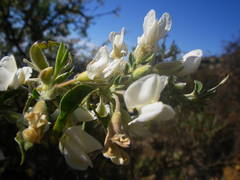 Chamaecytisus prolifer image