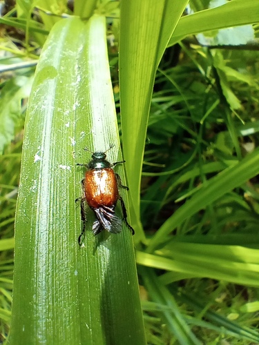 Garden Chafer