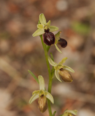 Ophrys exaltata