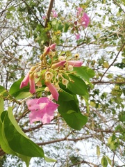 Mansoa