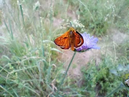 Large Skipper