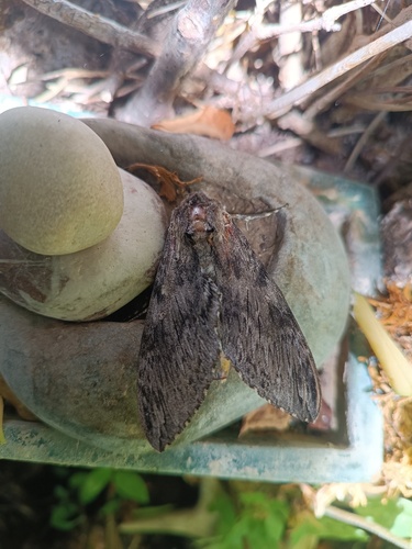 Convolvulus Hawkmoth