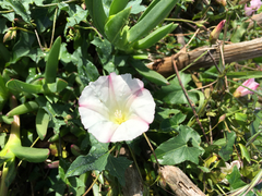 Calystegia purpurata