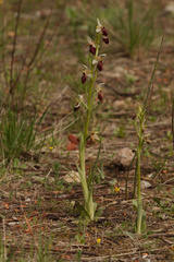 Ophrys exaltata