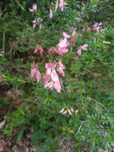 Ononis fruticosa, photograph 3