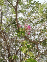 Mansoa
