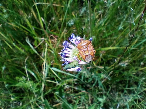 Black-shouldered Shieldbug