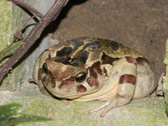 Sclerophrys pardalis