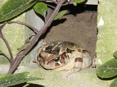 Sclerophrys pardalis