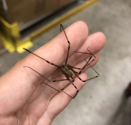 Giant Cellar Spider
