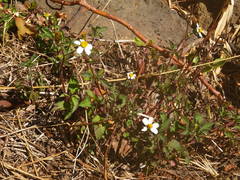 Bidens pilosa image