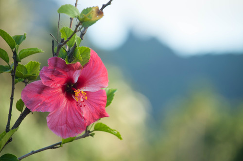 Hibiscus rosa-sinensis