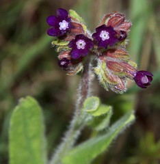 Anchusa officinalis