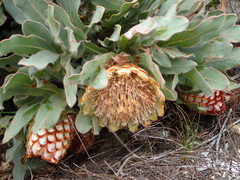Protea holosericea