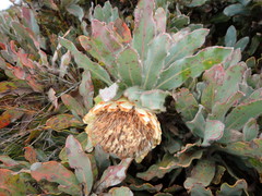 Protea holosericea
