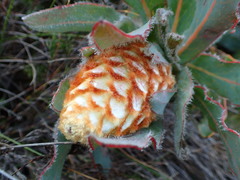 Protea holosericea