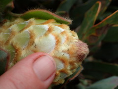Protea holosericea