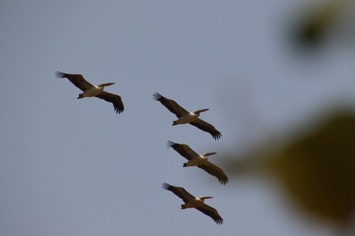 iNaturalist: (c) maghielv, some rights reserved (CC BY-NC), uploaded by maghielv iNaturalist image