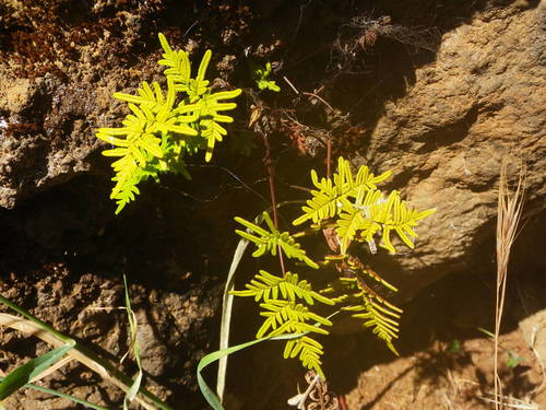 Oeosporangium image