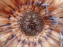 Protea holosericea