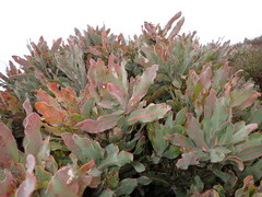 Protea holosericea
